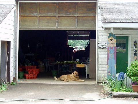 ontario farmers market