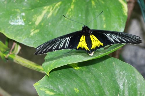 cambridge butterfly conservatory