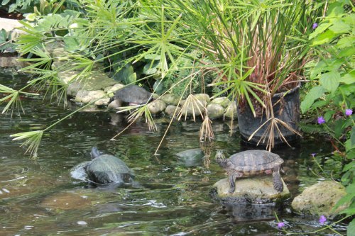 cambridge butterfly conservatory