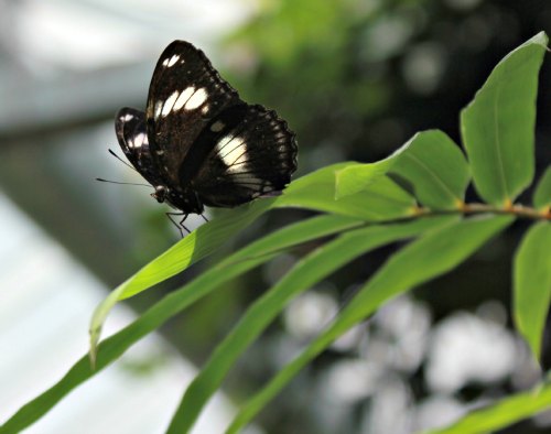 butterfly conservatory cambridge