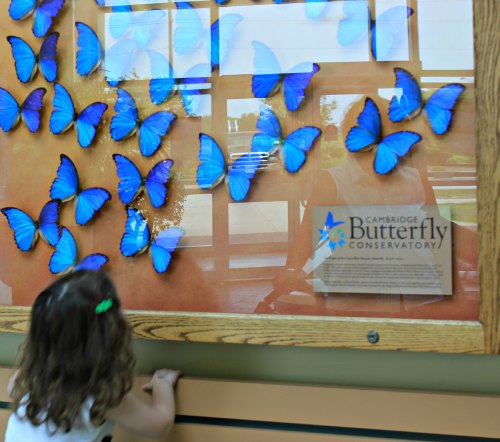 butterfly conservatory cambridge