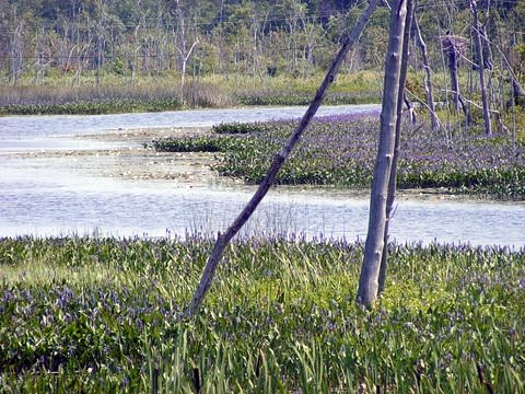 spry lake