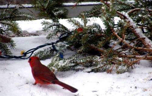 Christmas Winter Scene