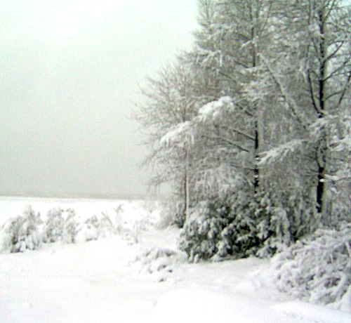 snowy winter scenes
